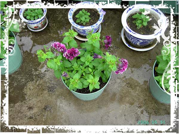 ����24�ո���ţ����һ���»�ɫ5.30��ţţ�ֿ��»�ɫ