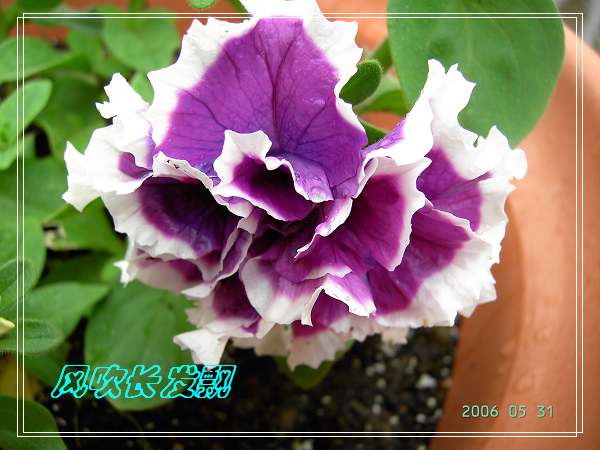 ����24�ո���ţ����һ���»�ɫ5.30��ţţ�ֿ��»�ɫ