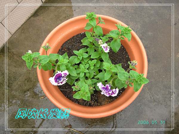 ����24�ո���ţ����һ���»�ɫ5.30��ţţ�ֿ��»�ɫ