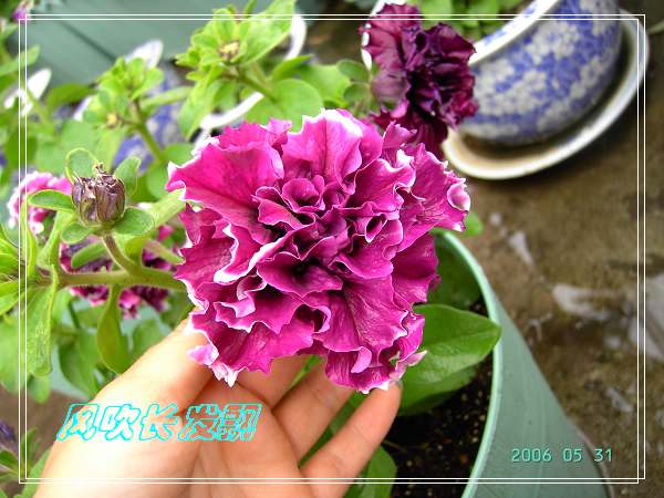 ����24�ո���ţ����һ���»�ɫ5.30��ţţ�ֿ��»�ɫ