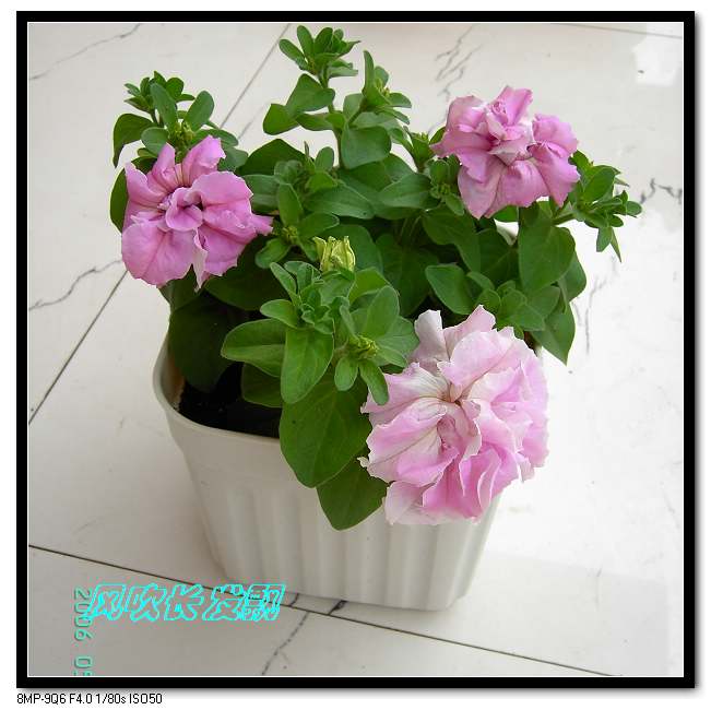 ����24�ո���ţ����һ���»�ɫ5.30��ţţ�ֿ��»�ɫ