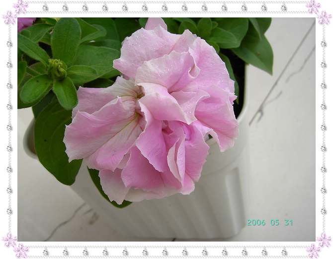 ����24�ո���ţ����һ���»�ɫ5.30��ţţ�ֿ��»�ɫ