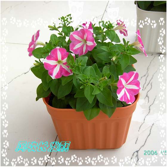 ����24�ո���ţ����һ���»�ɫ5.30��ţţ�ֿ��»�ɫ