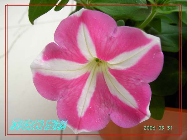 ����24�ո���ţ����һ���»�ɫ5.30��ţţ�ֿ��»�ɫ