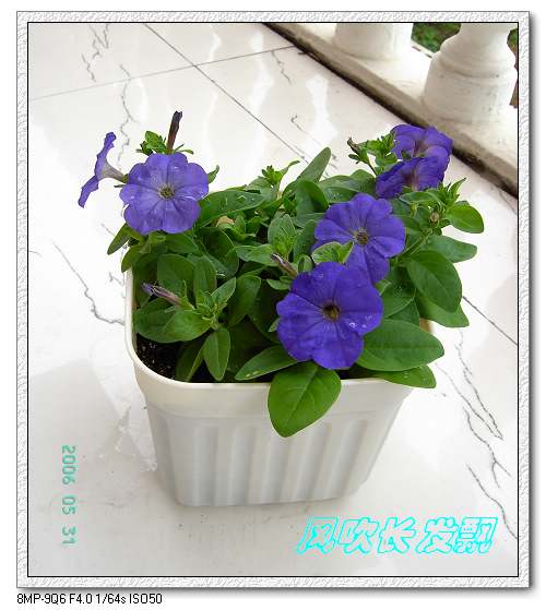 ����24�ո���ţ����һ���»�ɫ5.30��ţţ�ֿ��»�ɫ