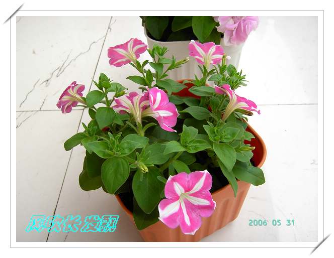 ����24�ո���ţ����һ���»�ɫ5.30��ţţ�ֿ��»�ɫ