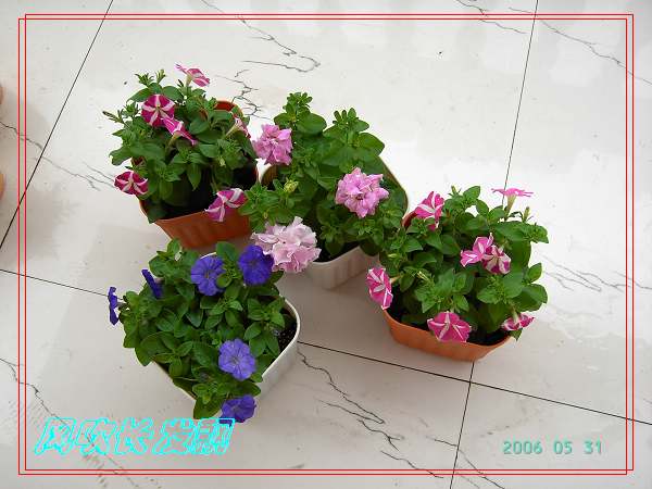 ����24�ո���ţ����һ���»�ɫ5.30��ţţ�ֿ��»�ɫ