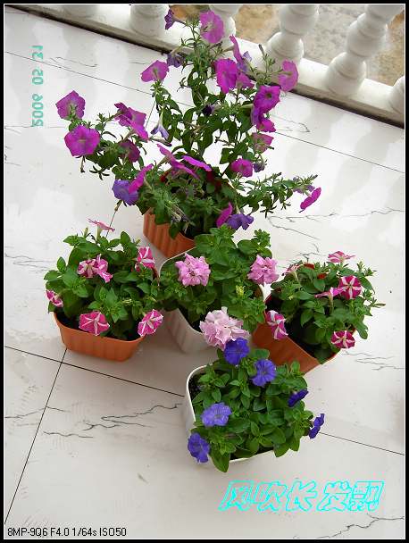 ����24�ո���ţ����һ���»�ɫ5.30��ţţ�ֿ��»�ɫ