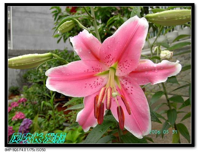 ����24�ո���ţ����һ���»�ɫ5.30��ţţ�ֿ��»�ɫ