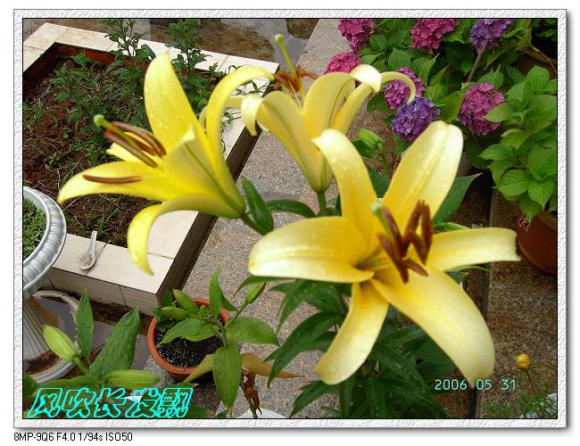 ����24�ո���ţ����һ���»�ɫ5.30��ţţ�ֿ��»�ɫ