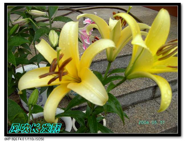 ����24�ո���ţ����һ���»�ɫ5.30��ţţ�ֿ��»�ɫ