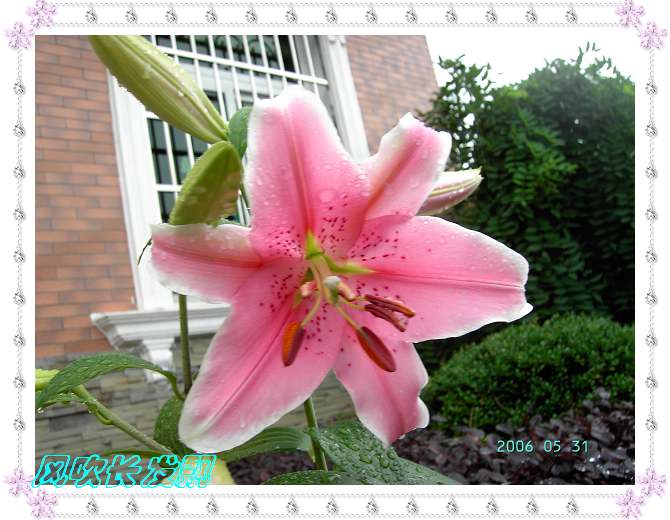 ����24�ո���ţ����һ���»�ɫ5.30��ţţ�ֿ��»�ɫ