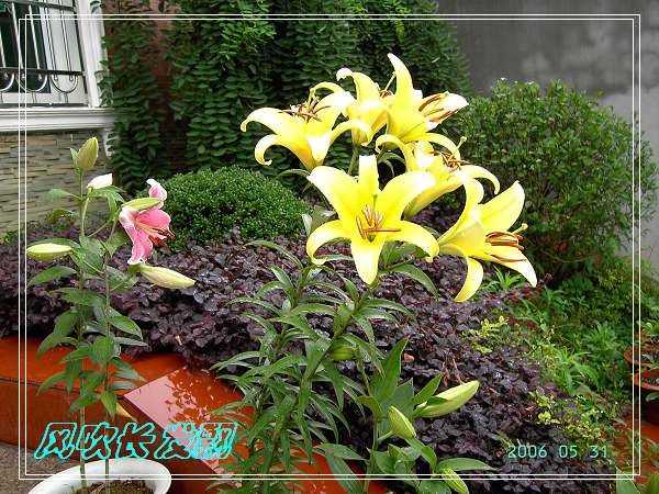 ����24�ո���ţ����һ���»�ɫ5.30��ţţ�ֿ��»�ɫ