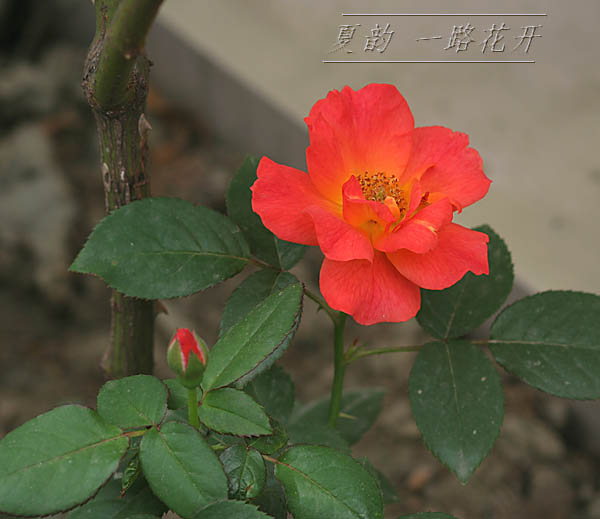 ���伯------�ҵ��¼���԰