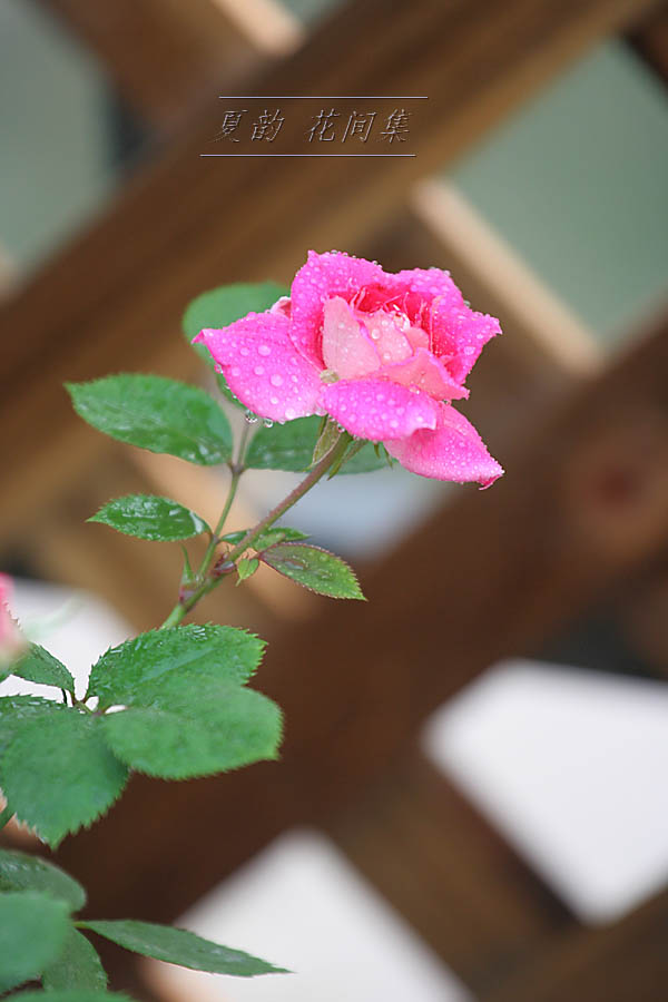 ���伯------�ҵ��¼���԰