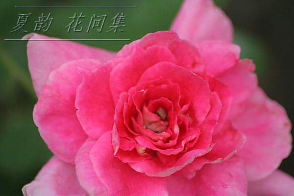 ���伯------�ҵ��¼���԰