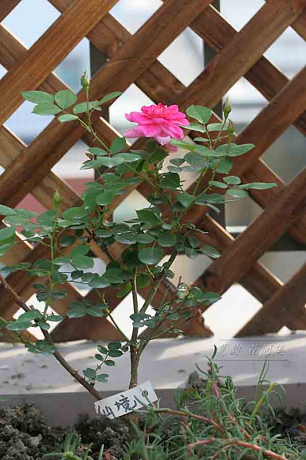 ���伯------�ҵ��¼���԰