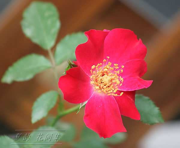 ���伯------�ҵ��¼���԰