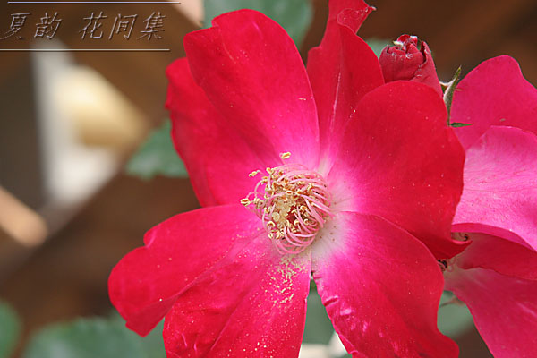 ���伯------�ҵ��¼���԰