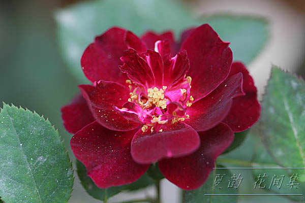 ���伯------�ҵ��¼���԰