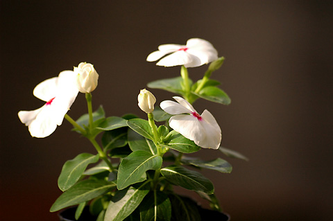 �����ķ���,���ÿ�(P2����PP)