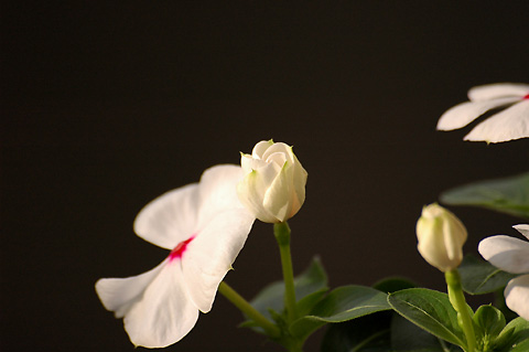 �����ķ���,���ÿ�(P2����PP)