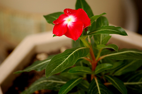 �����ķ���,���ÿ�(P2����PP)