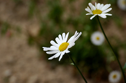 �����ķ���,���ÿ�(P2����PP)