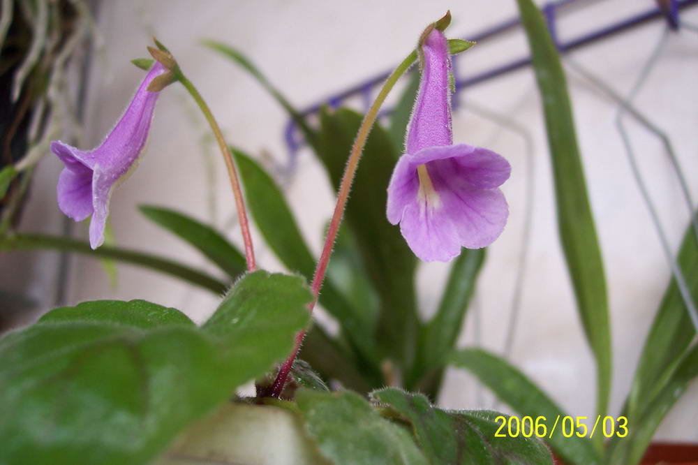 ����ͩ��С��ͩ��˫��Ƥ��