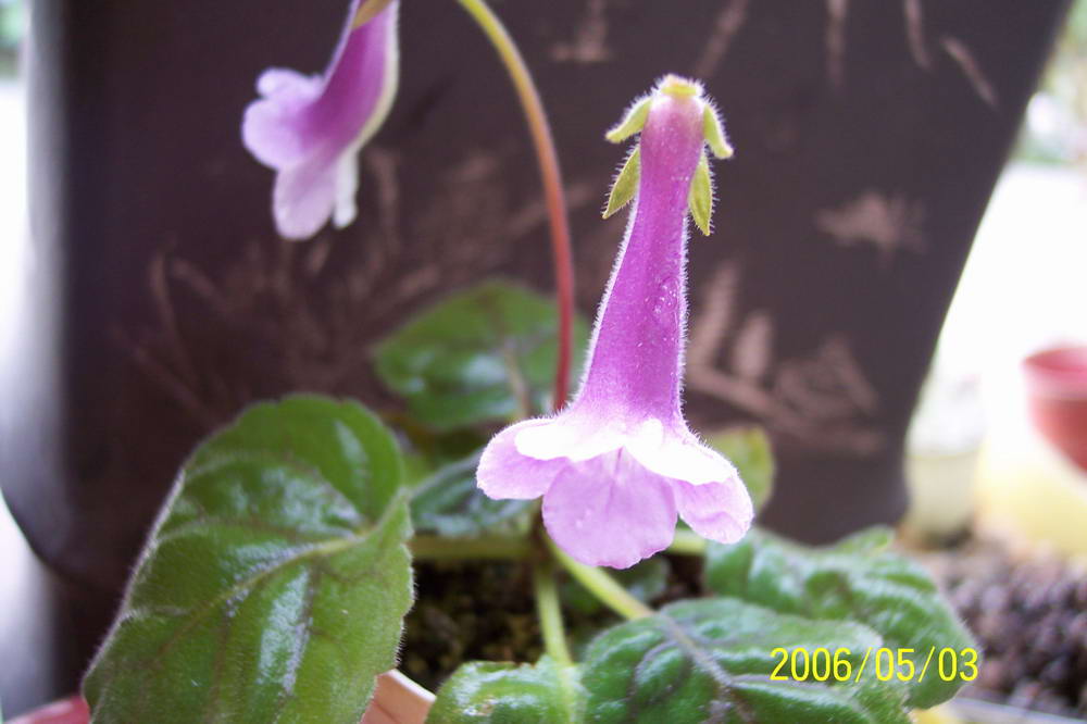 ����ͩ��С��ͩ��˫��Ƥ��