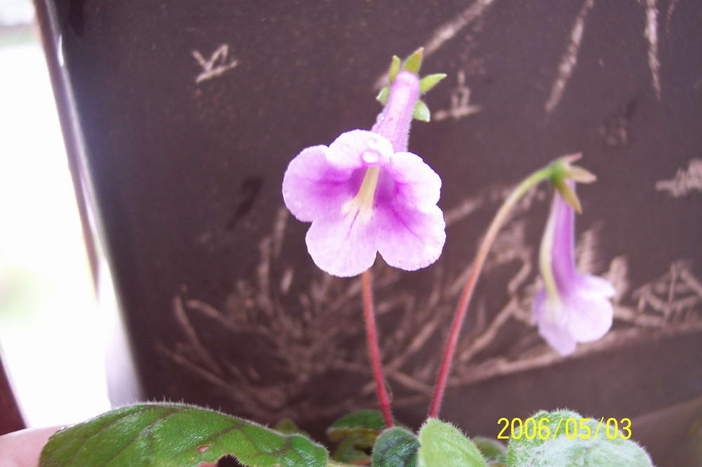 ����ͩ��С��ͩ��˫��Ƥ��