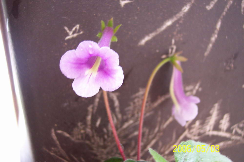 ����ͩ��С��ͩ��˫��Ƥ��