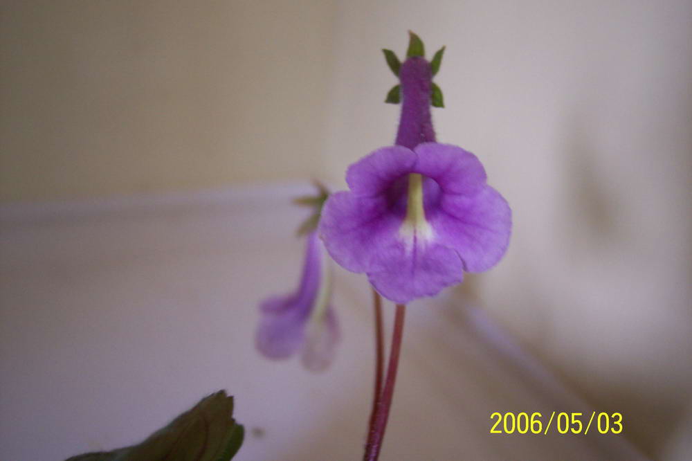 ����ͩ��С��ͩ��˫��Ƥ��