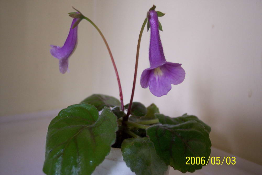 ����ͩ��С��ͩ��˫��Ƥ��