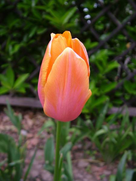 ż�Ļ���ż��Ժ��