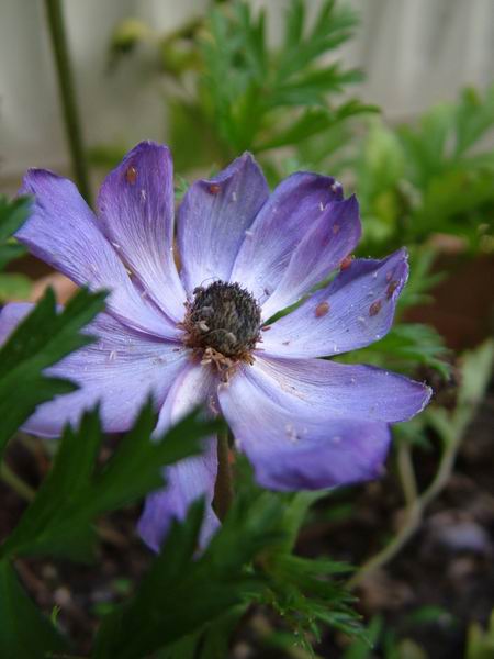 ż�Ļ���ż��Ժ��