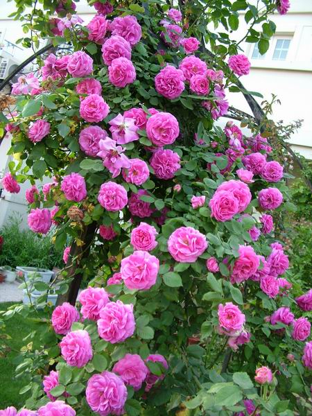 ż�Ļ���ż��Ժ��