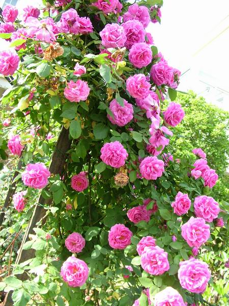 ż�Ļ���ż��Ժ��