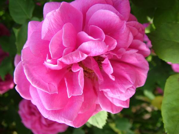 ż�Ļ���ż��Ժ��