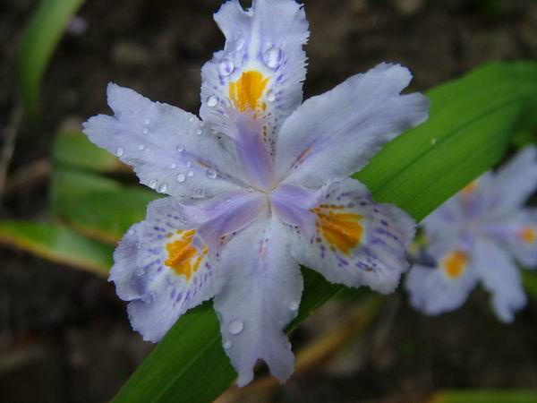 ż�Ļ���ż��Ժ��