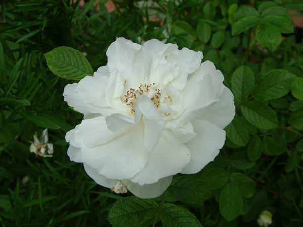 ż�Ļ���ż��Ժ��