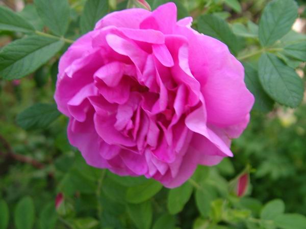 ż�Ļ���ż��Ժ��