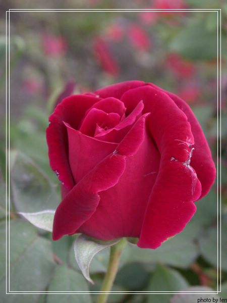 ���������¼�