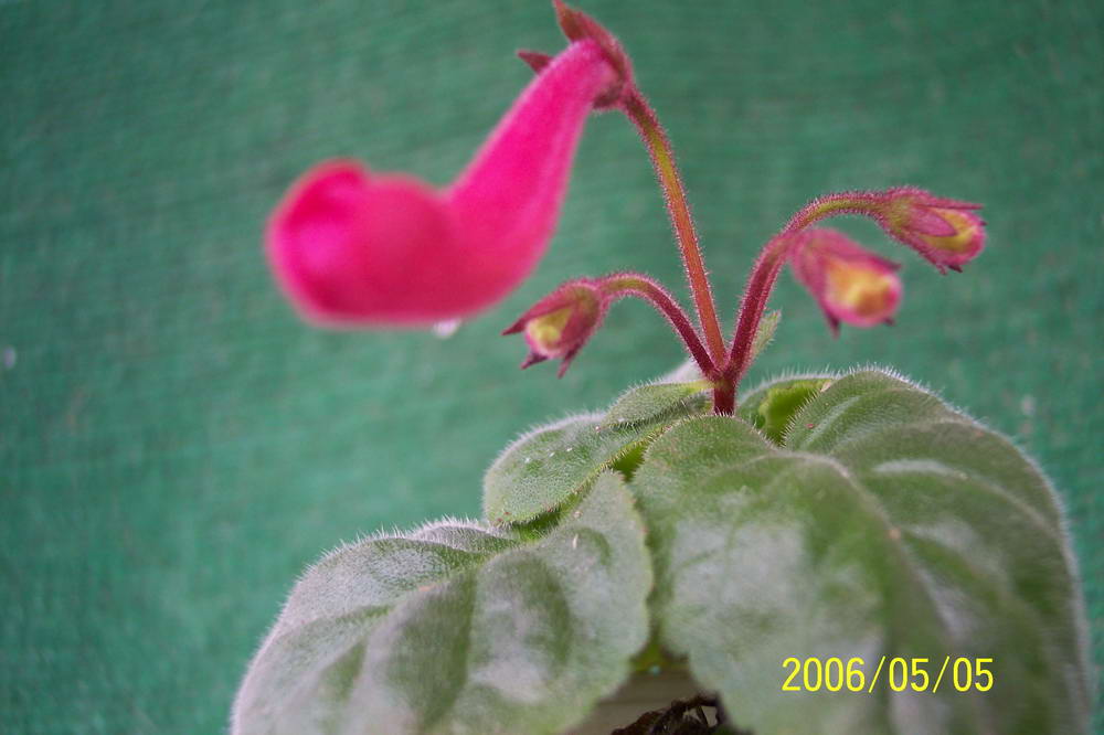 ����ͩ��С��ͩ��˫��Ƥ��