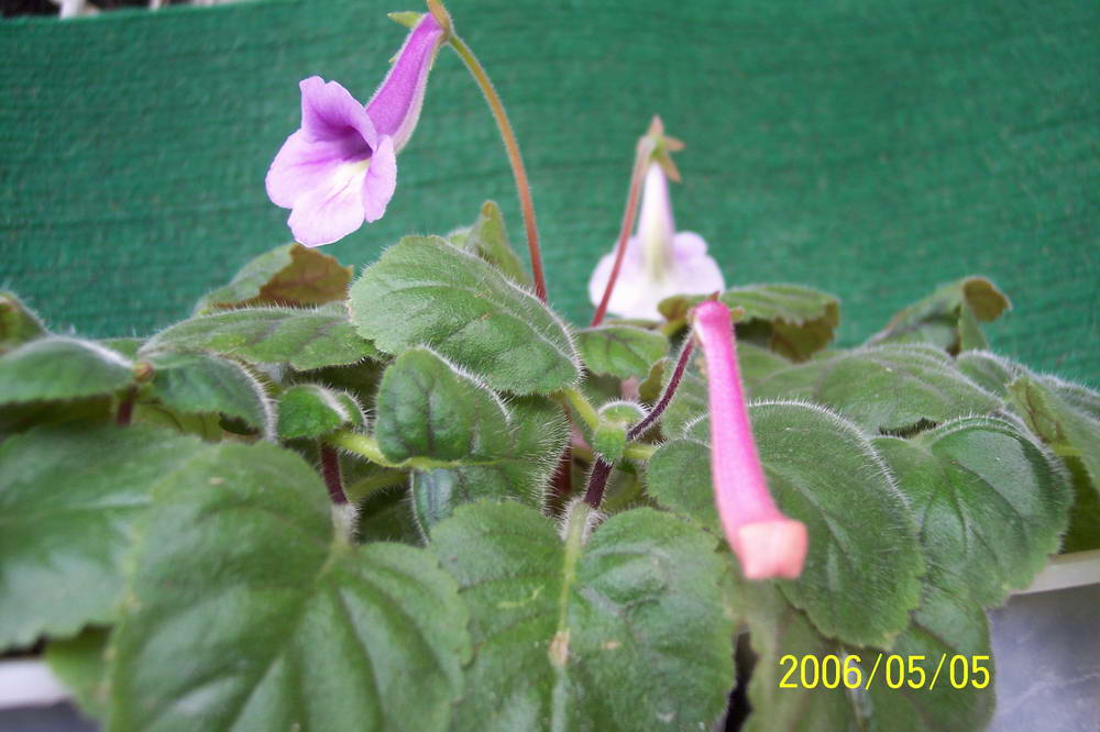 ����ͩ��С��ͩ��˫��Ƥ��