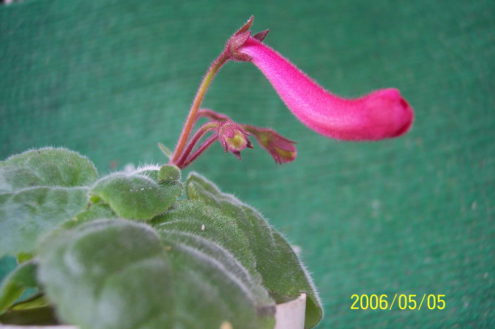 ����ͩ��С��ͩ��˫��Ƥ��