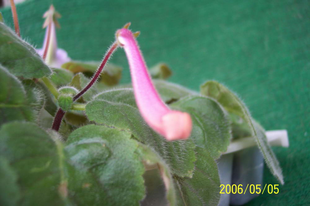 ����ͩ��С��ͩ��˫��Ƥ��