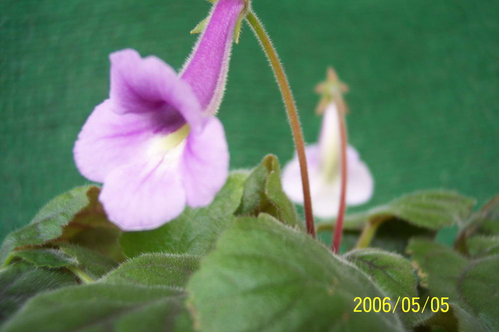 ����ͩ��С��ͩ��˫��Ƥ��