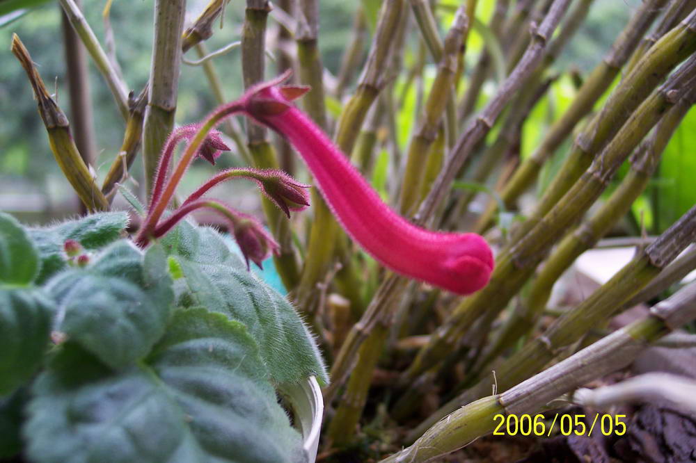 ����ͩ��С��ͩ��˫��Ƥ��