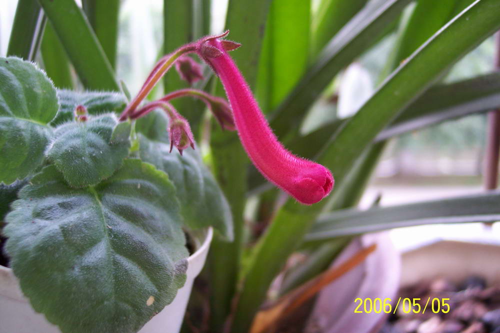 ����ͩ��С��ͩ��˫��Ƥ��